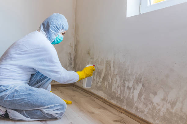 Licensed Commercial Mold Remediation service in Mackinaw City, MI - WQB Mold Removal